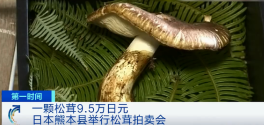 日本松茸拍卖一颗高达9.6万日元